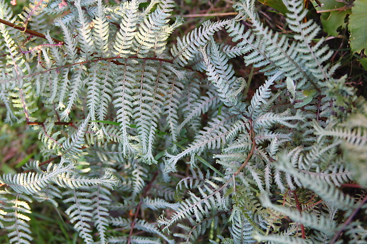 Кочедыжник гибридный Оушен Фури Кочедыжник гибридный Оушен Фури